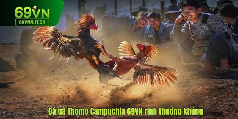 Đá gà Thomo Campuchia