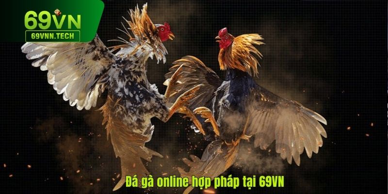 Đá gà online hợp pháp